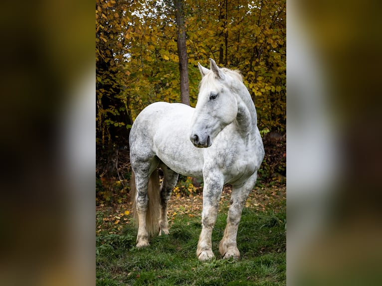 Percheron Gelding 8 years 17,1 hh Grey in Spiegelau