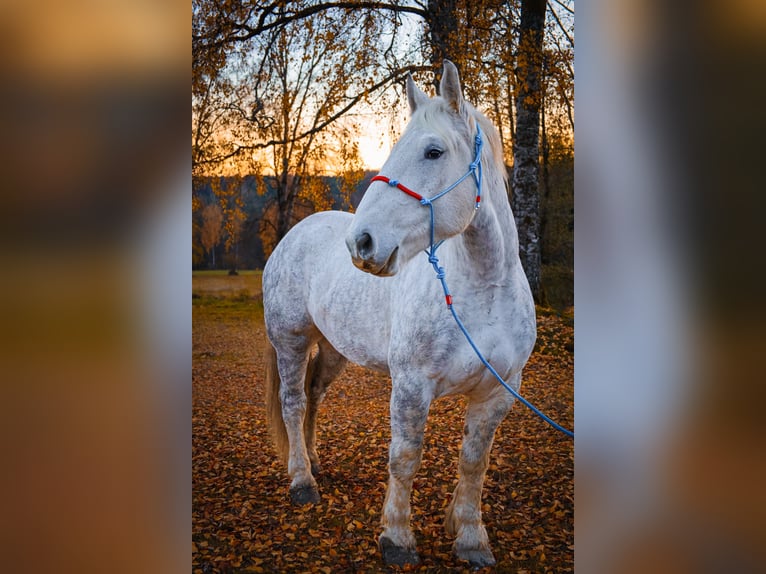 Percheron Gelding 8 years 17,1 hh Grey in Spiegelau