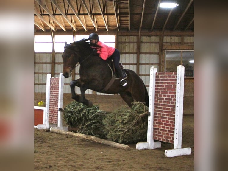 Percheron Gelding 8 years Bay in Highland, MI