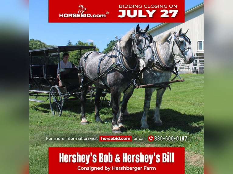 Percheron Gelding 8 years Grey in Millersburg