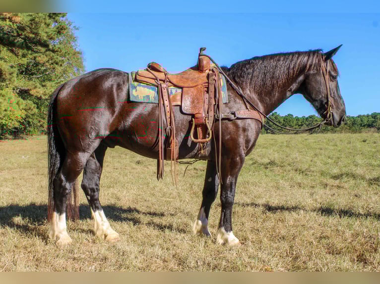 Percheron Gelding 9 years 15.1 hh Black in Rusk TX
