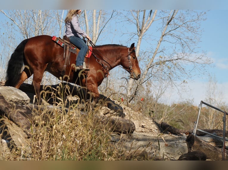 Percheron Mix Gelding 9 years 15,3 hh Bay in Plano