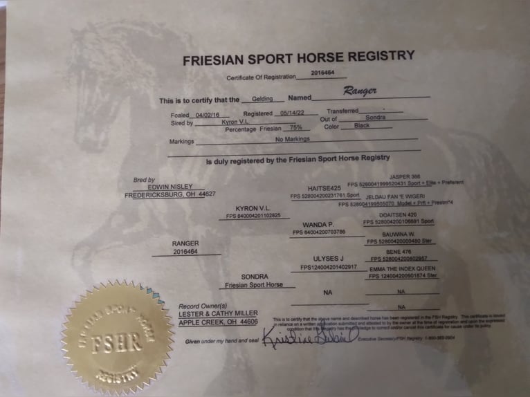 Percheron Gelding 9 years 16,2 hh Black in apple creek  oh