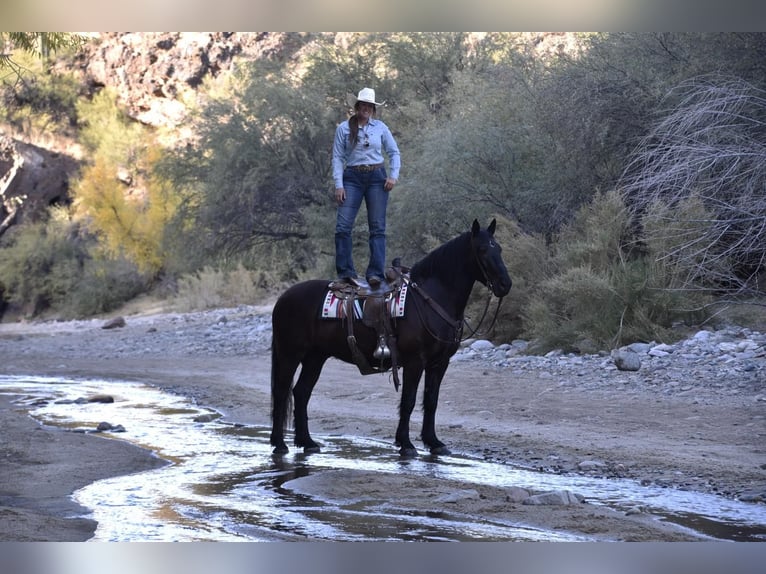 Percheron Mix Gelding 9 years 16 hh Black in Nevis, MN