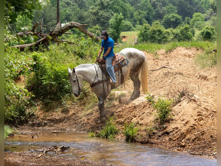 Percheron Gelding 9 years 16,2 hh Gray in Rusk TX