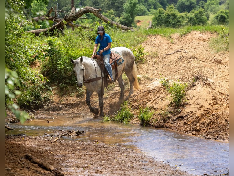 Percheron Gelding 9 years 16,2 hh Gray in Rusk TX