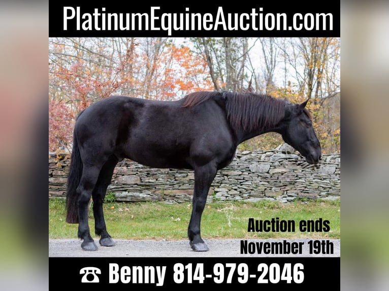 Percheron Gelding 9 years 17 hh Black in Everett PA