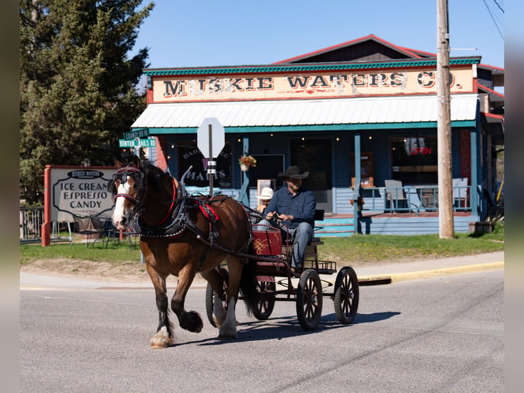 Percheron Mix Gelding 9 years Bay in Nevis