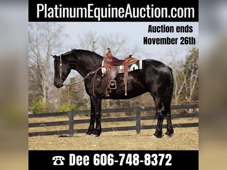 Percheron Gelding 9 years Black in Flemingsburg, KY