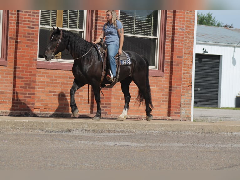 Percheron Mix Gelding 9 years Black in Plano