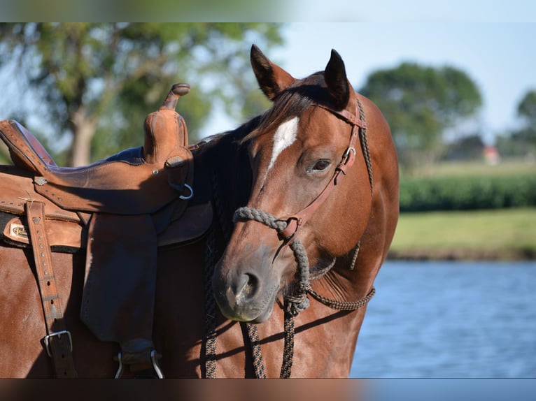 Percheron Giumenta 10 Anni 170 cm Baio ciliegia in Guthrie OK