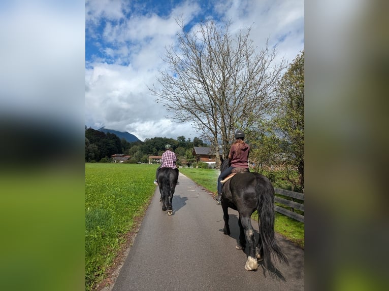 Percheron Giumenta 10 Anni 172 cm Morello in Kiefersfelden