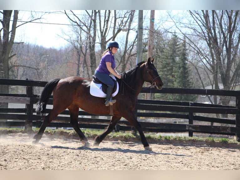 Percheron Giumenta 11 Anni 165 cm Baio ciliegia in Highland MI