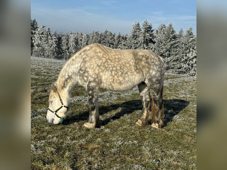 Percheron Mix Giumenta 12 Anni 162 cm Grigio in Daleiden