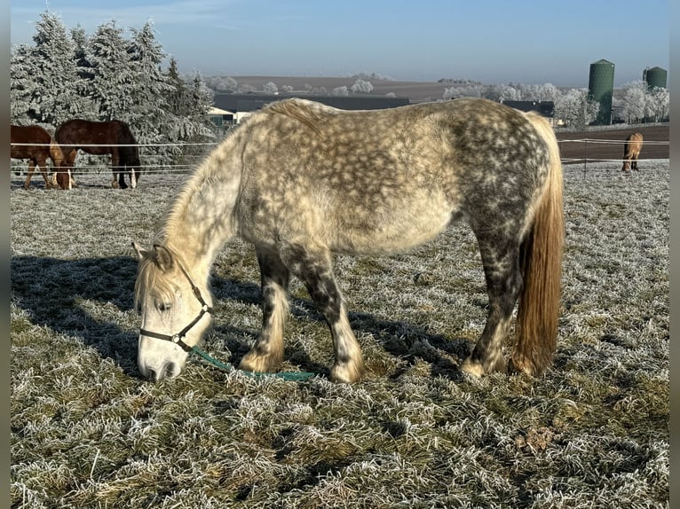 Percheron Mix Giumenta 12 Anni 162 cm Grigio in Daleiden