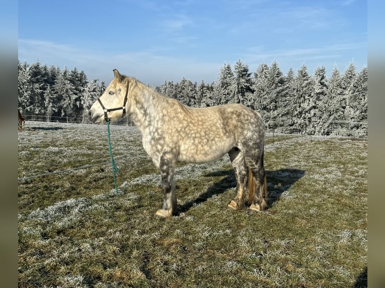 Percheron Mix Giumenta 12 Anni 162 cm Grigio in Daleiden