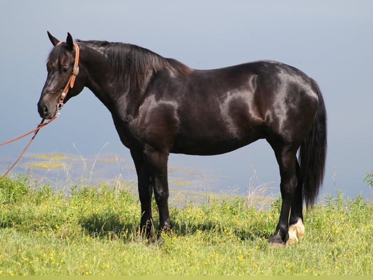 Percheron Giumenta 12 Anni 165 cm Morello in Whitley City KY