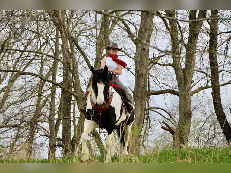 Percheron Giumenta 12 Anni 173 cm Tobiano-tutti i colori in Highland MI