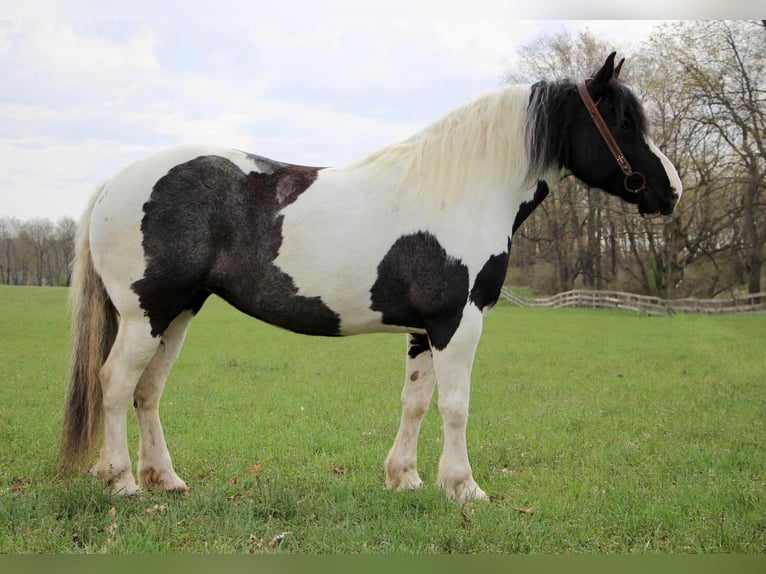 Percheron Giumenta 12 Anni 173 cm Tobiano-tutti i colori in Highland MI