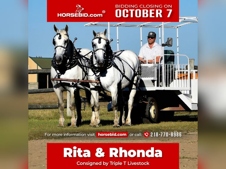 Percheron Giumenta 13 Anni 170 cm Grigio in Nevis, MN