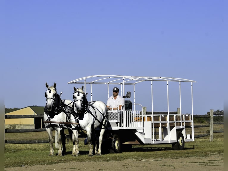 Percheron Giumenta 13 Anni 170 cm Grigio in Nevis, MN