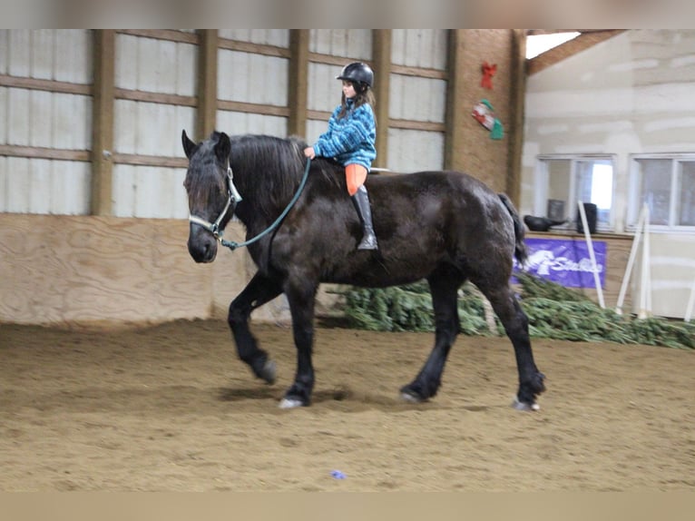 Percheron Giumenta 18 Anni Morello in Highland MI