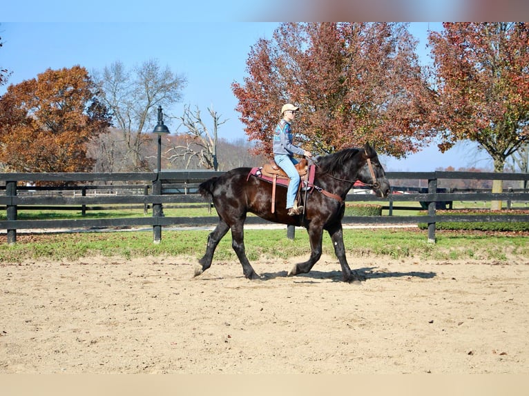 Percheron Giumenta 18 Anni Morello in Highland MI