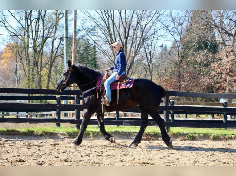 Percheron Giumenta 18 Anni Morello in Highland MI