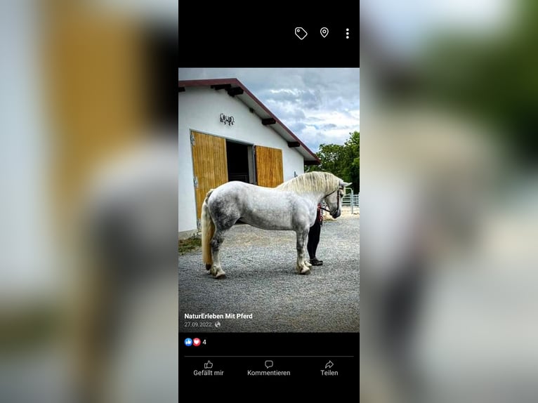 Percheron Giumenta 2 Anni 175 cm in Waren Müritz