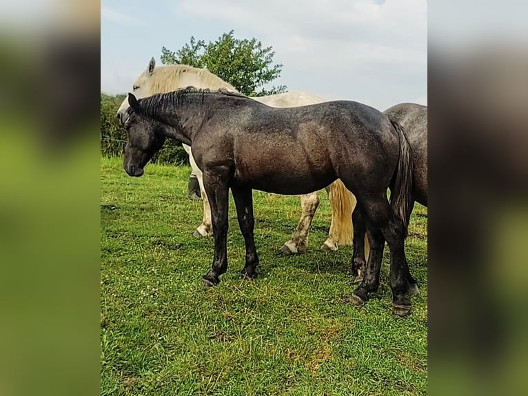 Percheron Giumenta 2 Anni 175 cm in Waren Müritz