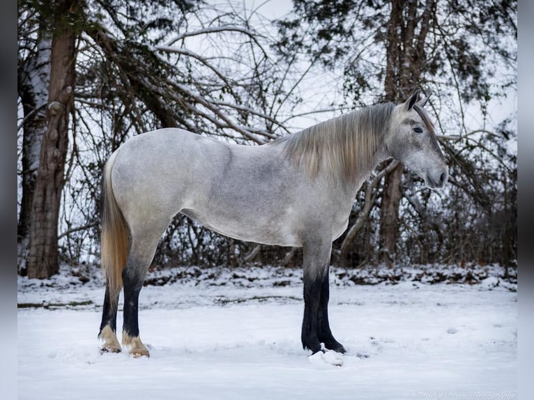 Percheron Mix Giumenta 3 Anni 157 cm Grigio in Auburn, KY