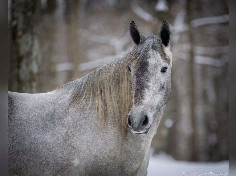 Percheron Mix Giumenta 3 Anni 157 cm Grigio in Auburn, KY