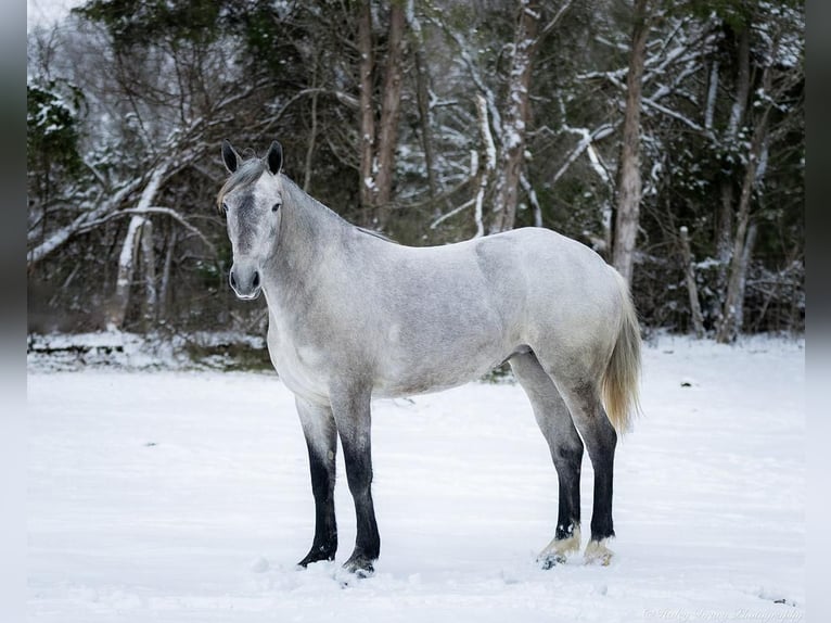 Percheron Mix Giumenta 3 Anni 157 cm Grigio in Auburn, KY