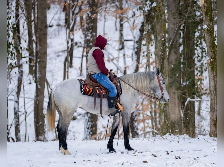 Percheron Mix Giumenta 3 Anni 157 cm Grigio in Auburn, KY