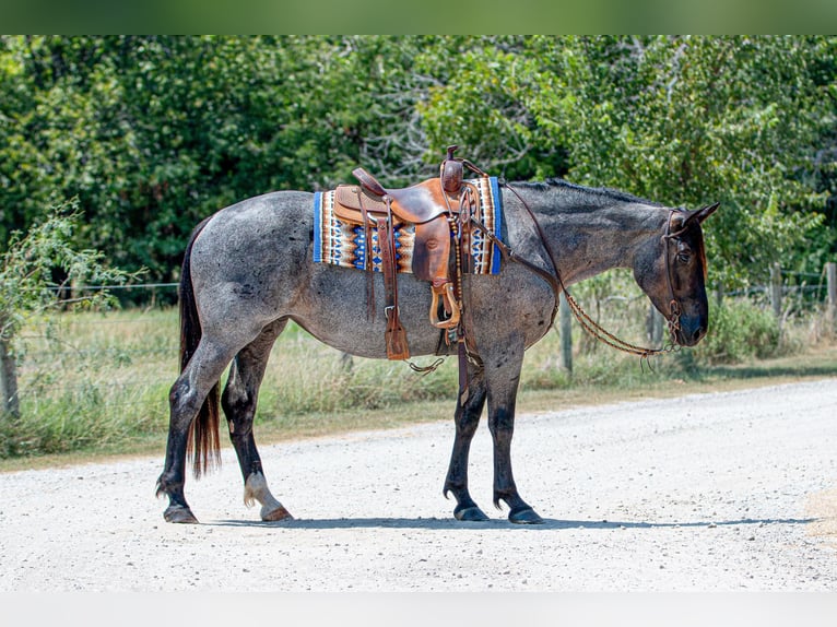 Percheron Mix Giumenta 3 Anni 157 cm Roano blu in Argyle, TX