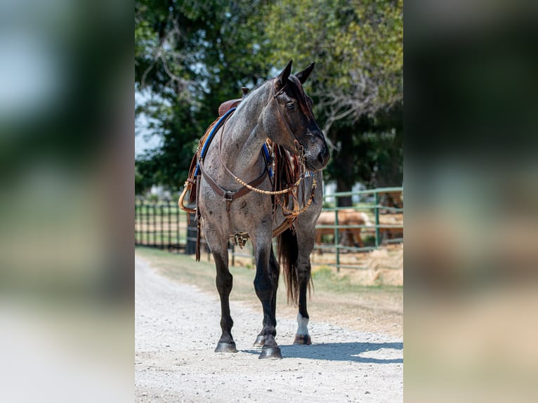 Percheron Mix Giumenta 3 Anni 157 cm Roano blu in Argyle, TX