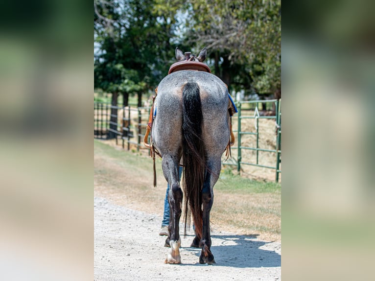 Percheron Mix Giumenta 3 Anni 157 cm Roano blu in Argyle, TX