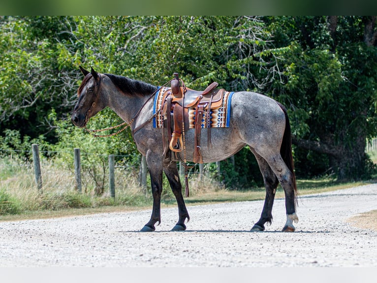 Percheron Mix Giumenta 3 Anni 157 cm Roano blu in Argyle, TX