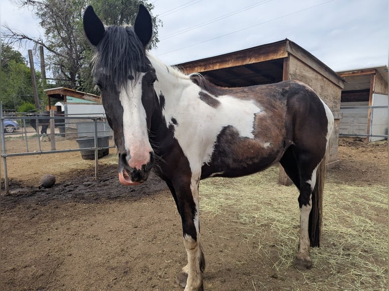 Percheron Giumenta 3 Anni 160 cm Tobiano-tutti i colori in Wheat Ridge
