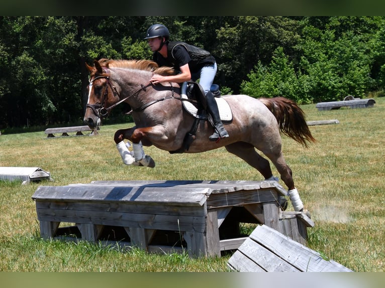 Percheron Mix Giumenta 3 Anni 163 cm Roano rosso in Camden Wyoming