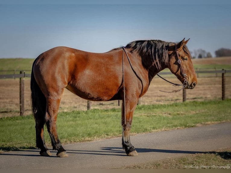 Percheron Mix Giumenta 3 Anni 168 cm Baio ciliegia in Auburn