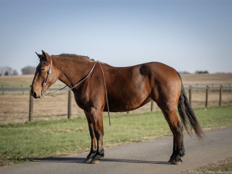 Percheron Mix Giumenta 3 Anni 168 cm Baio ciliegia in Auburn