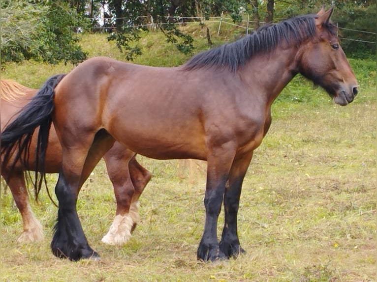 Percheron Mix Giumenta 3 Anni 170 cm Baio in Villaviciosa Lugas