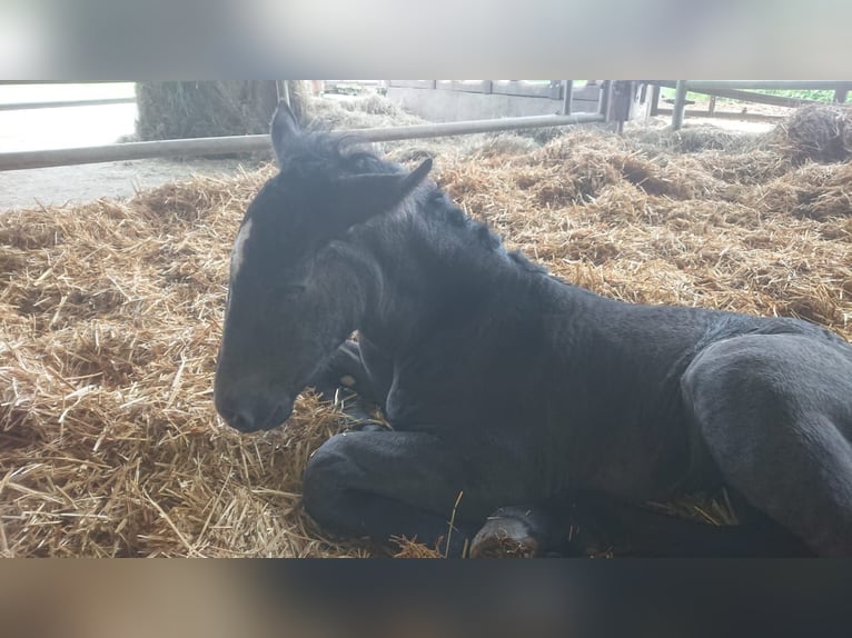 Percheron Giumenta 3 Anni 170 cm Morello in Villaviciosa Lugas