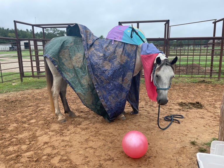 Percheron Giumenta 4 Anni 155 cm Grigio pezzato in New Summerfield