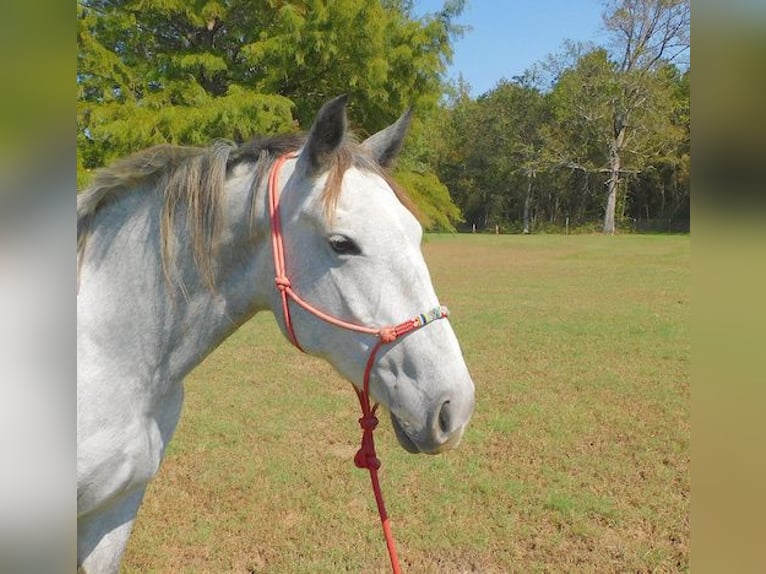 Percheron Giumenta 4 Anni 155 cm Grigio pezzato in New Summerfield