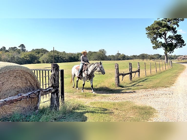 Percheron Giumenta 4 Anni 155 cm Grigio pezzato in New Summerfield