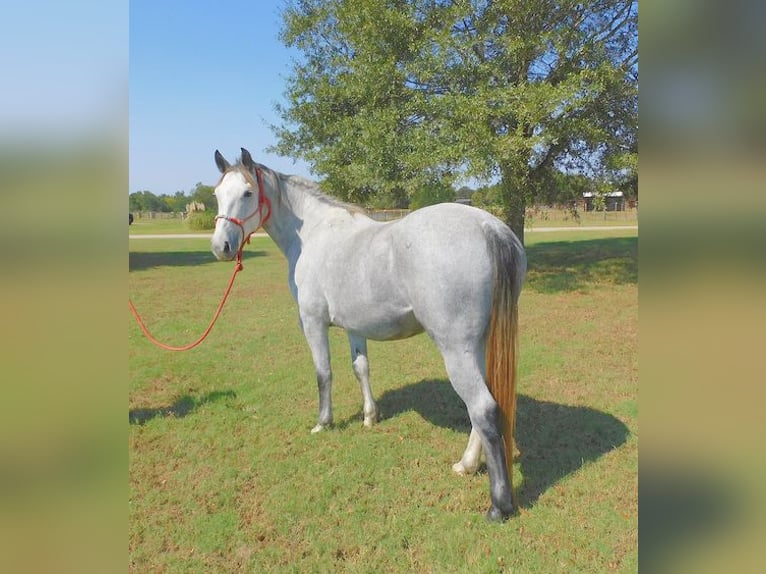 Percheron Giumenta 4 Anni 155 cm Grigio pezzato in New Summerfield