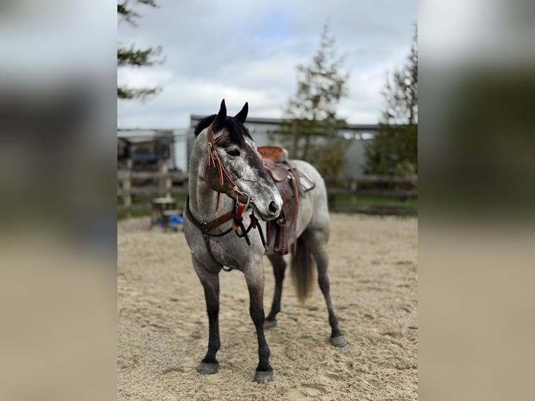 Percheron Mix Giumenta 4 Anni 157 cm Grigio in Gap