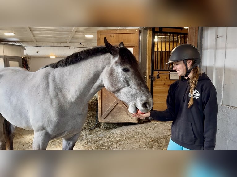 Percheron Mix Giumenta 4 Anni 157 cm Grigio in Gap